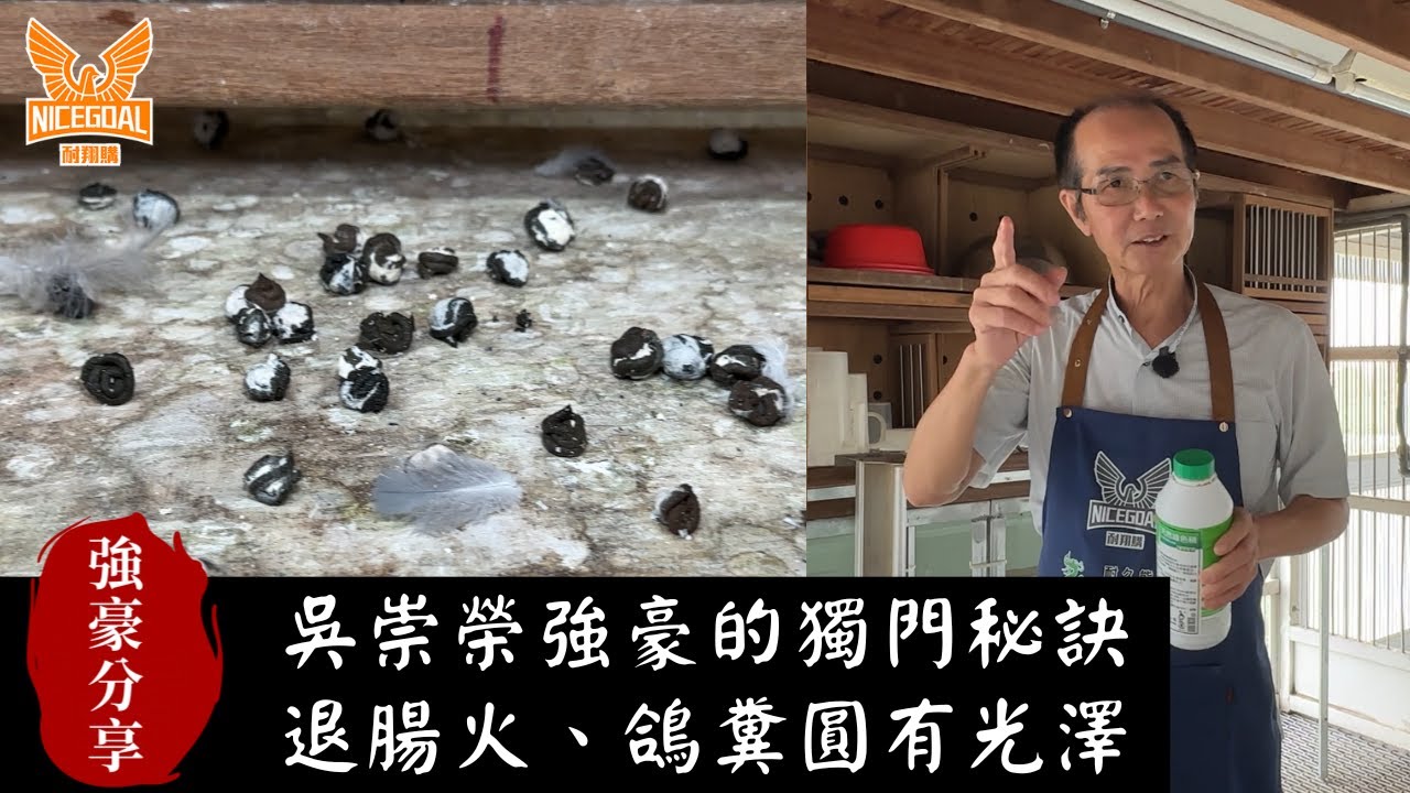 【強豪分享】吳崇榮強豪的獨門祕訣:退腸火、鴿糞圓有光澤｜耐翔購