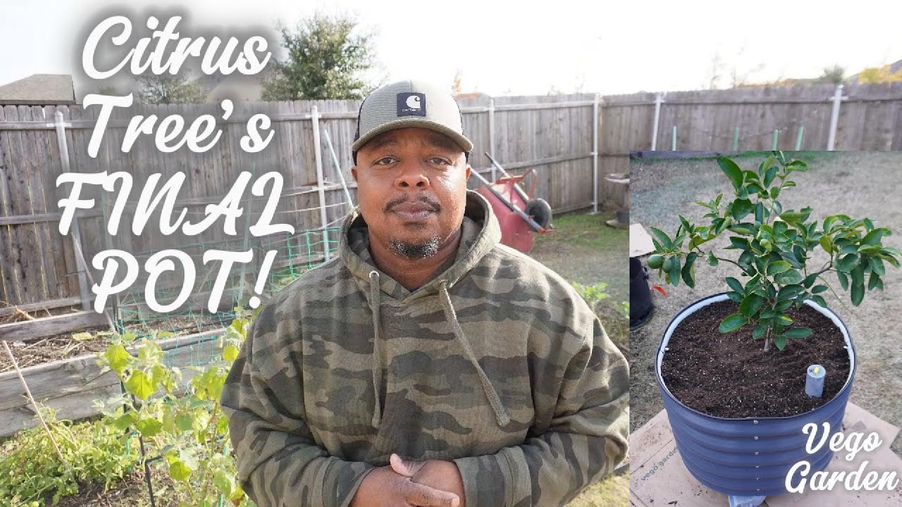 Цитрусовые — это просто! Пересадка в самополивающийся контейнер Vego Garden
