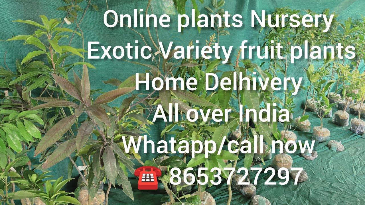 Online Exotic variety Fruits plant Home Delhivery All over India 🇮🇳 