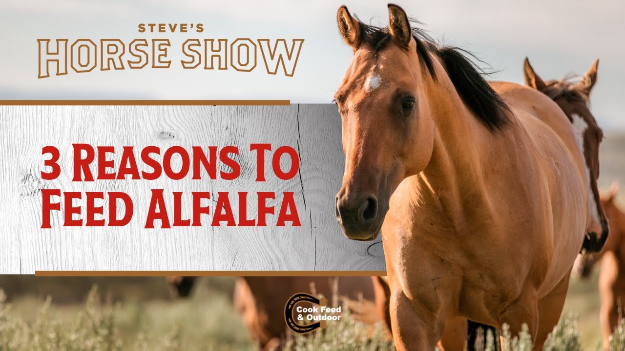 3 Reasons to Feed Alfalfa