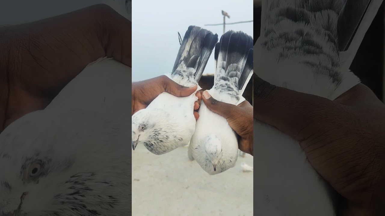 Kalpare kaldume jod only shok💫 #shortvideo #pigeon