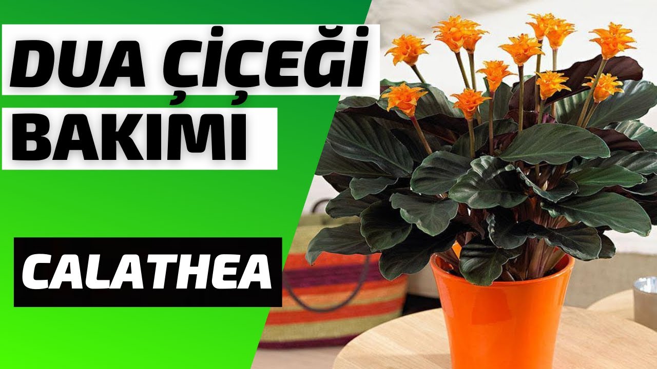 DUA ÇİÇEĞİ BAKIMI ☘️  // CALATHEA
