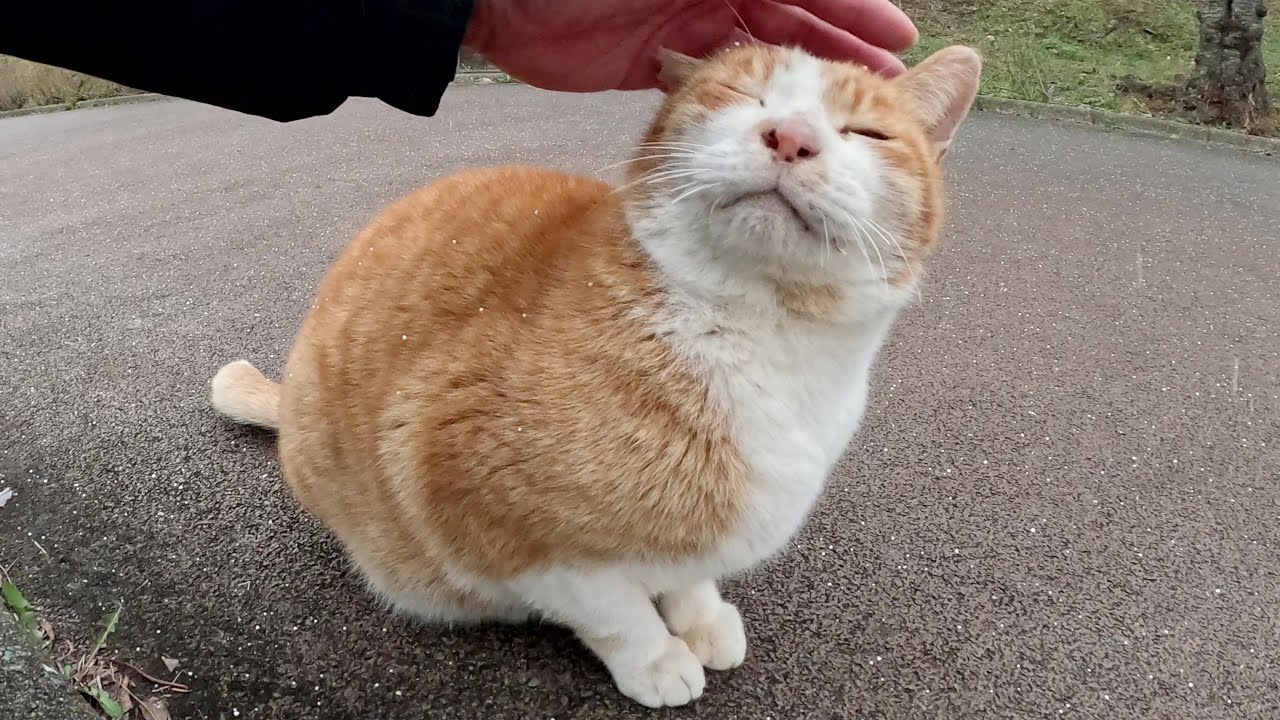 Пока я играл со своим старым котом, который громко мяукал, пошел снег.