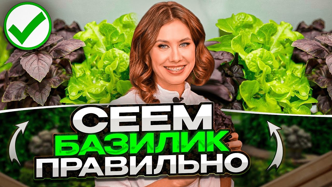 СЕЕМ БАЗИЛИК ПРАВИЛЬНО | Посеял и забыл рассада для ленивых | Чай, соус песто с базиликом