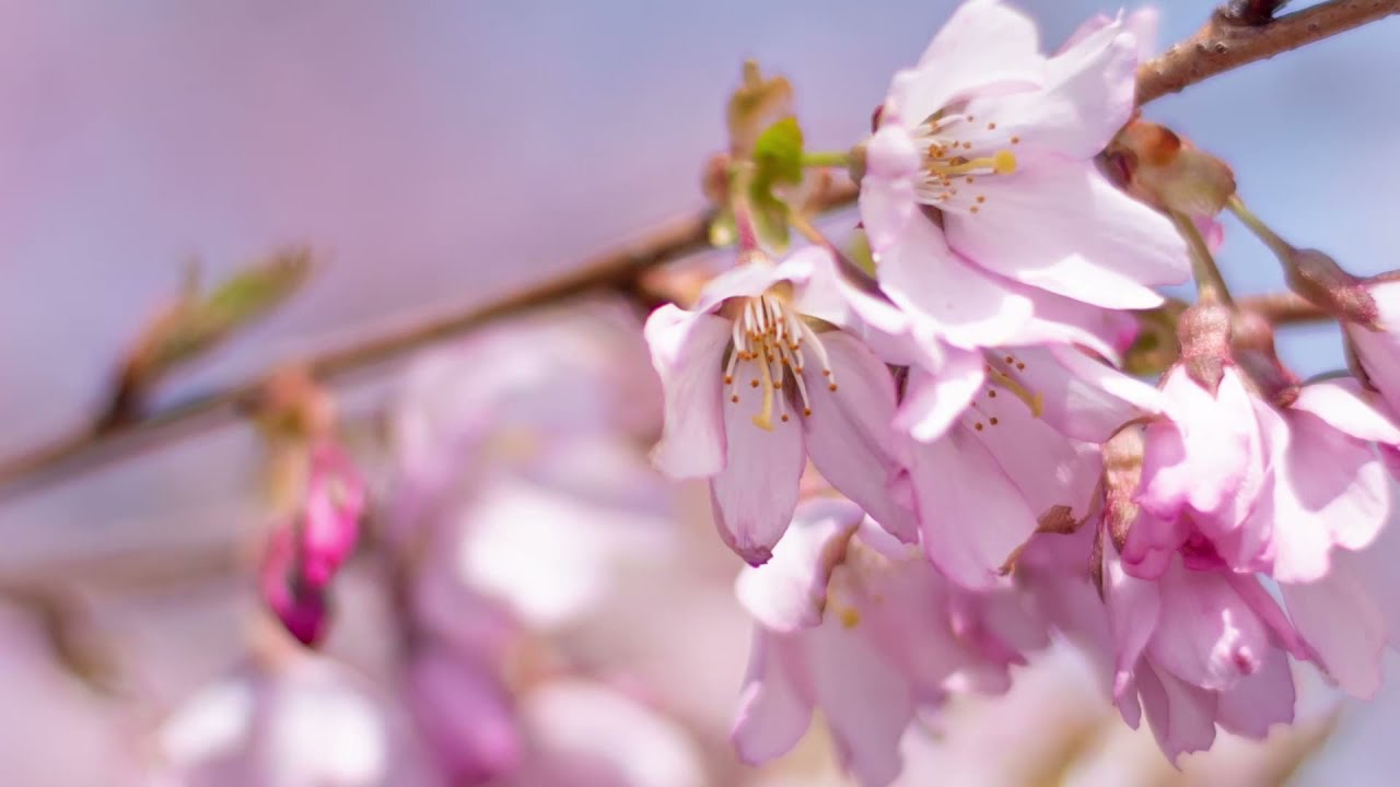 A Virtual Tour of Chicago Park District's Cherry Blossoms at Jackson Park