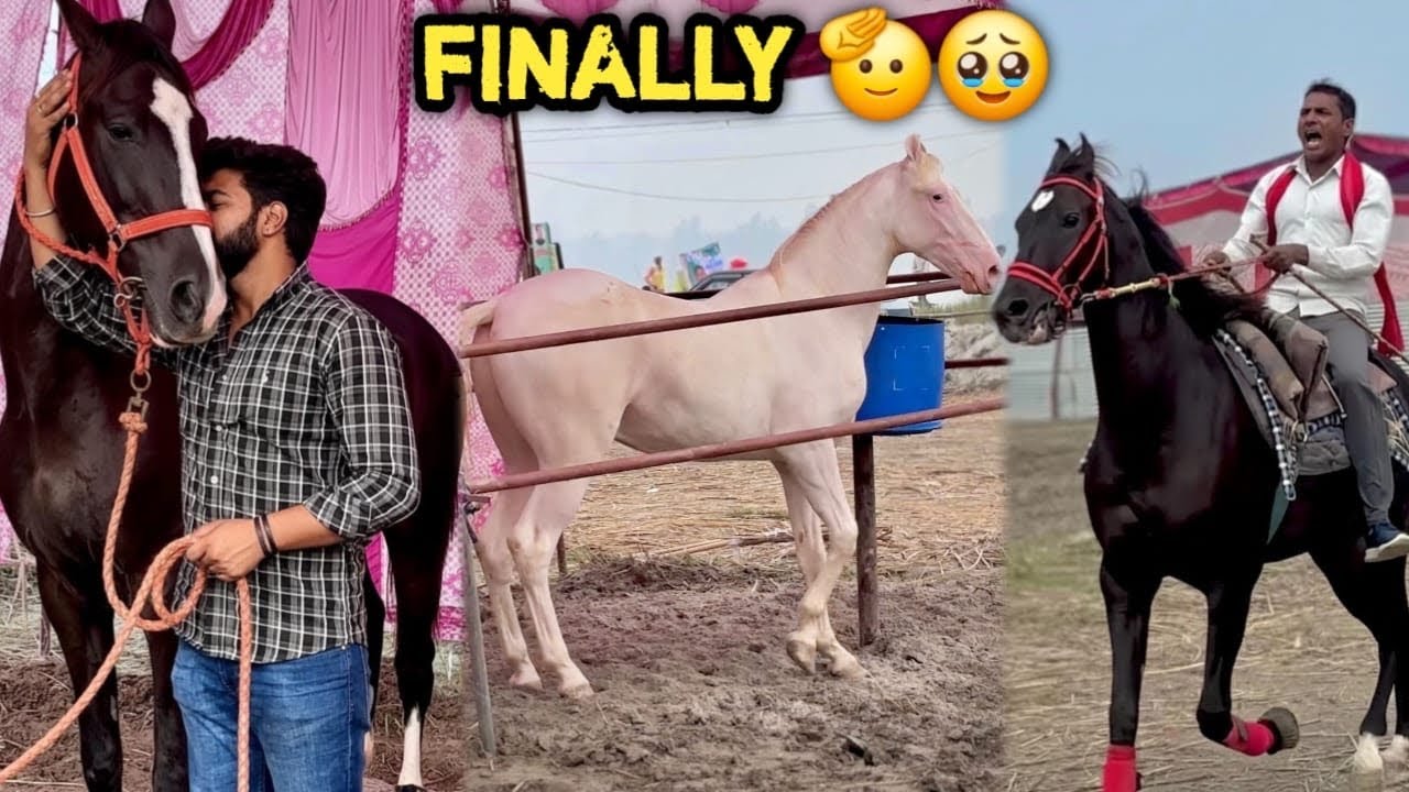 Mera Raftar🥺💕Ye Koi Mzaak Nahi Hai Captain Or Bajirao Ne Taaliya Bajwa Di Garh Fair Mai 🔥🥳