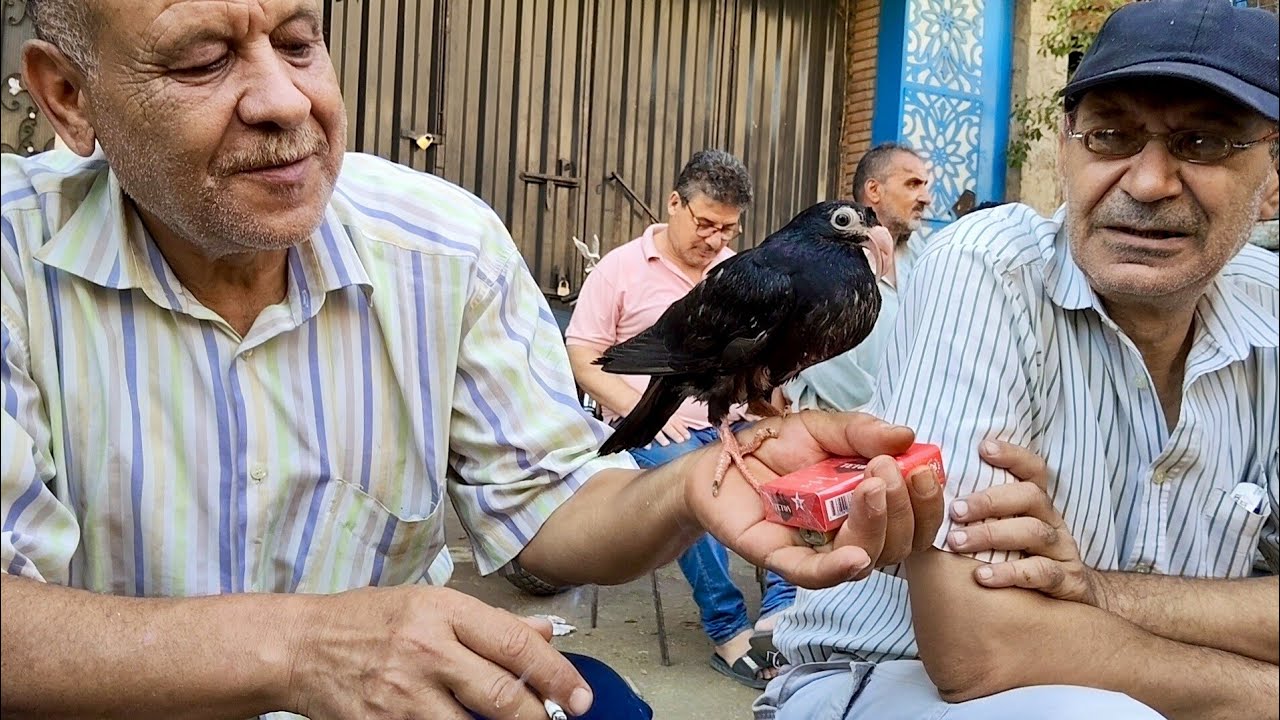 سوق الجمعه😱 في المحله اسعار الحمام 🚀في الغزار والزاجل والزغاليل والكلفه بارقام التليفونات#العناني 
