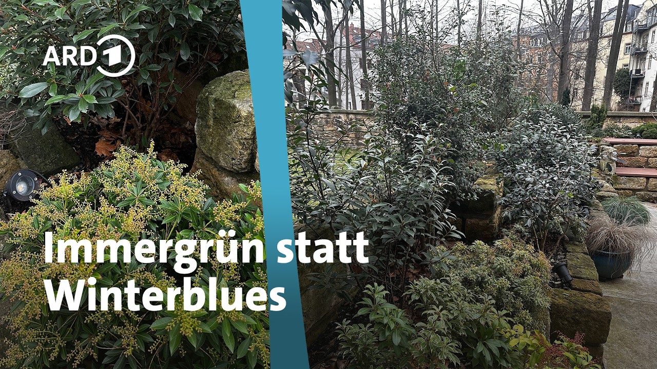 Traumgarten in Dresden: Immergrüne im Winter | MDR Garten