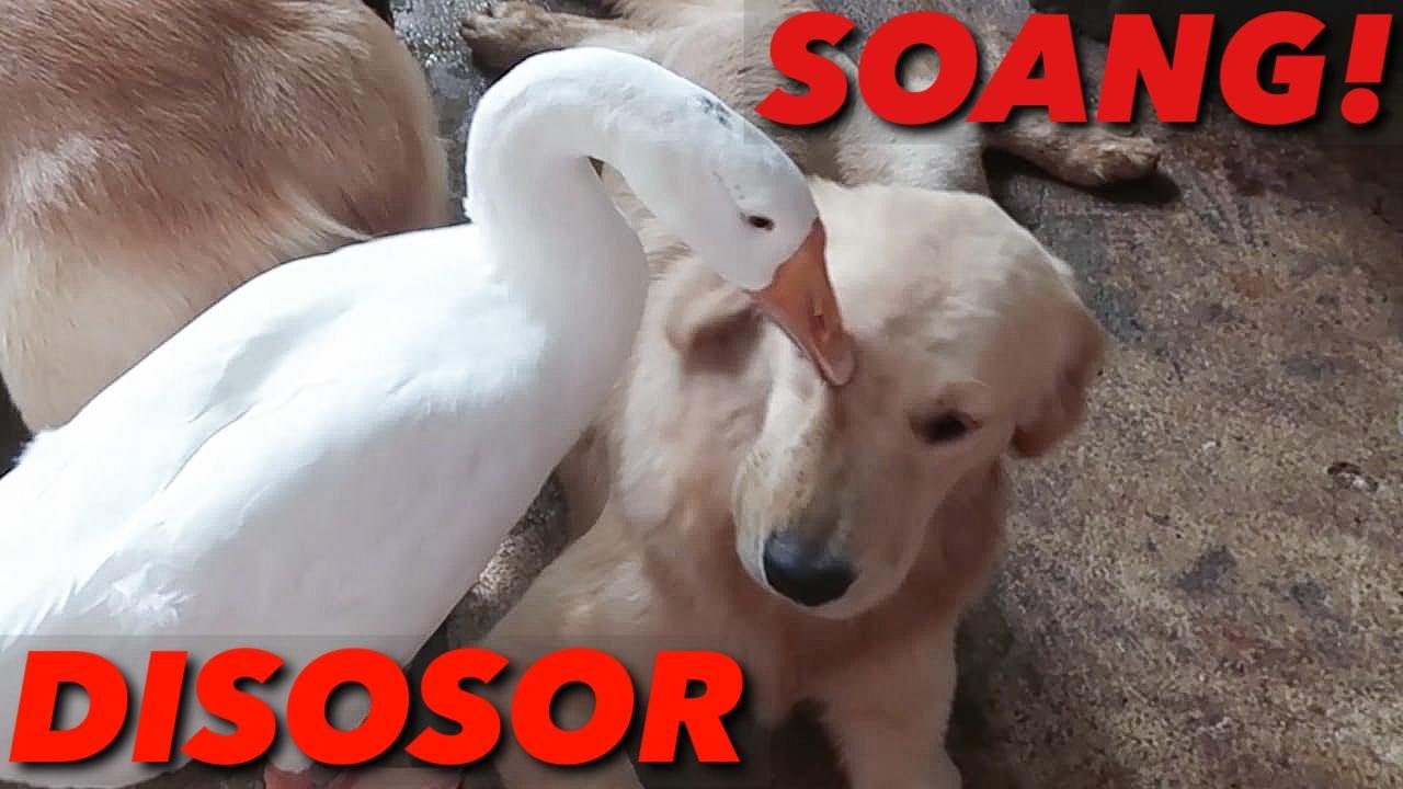 PRINCE DISOSOR SOANG! RUTINITAS PAGI HARI