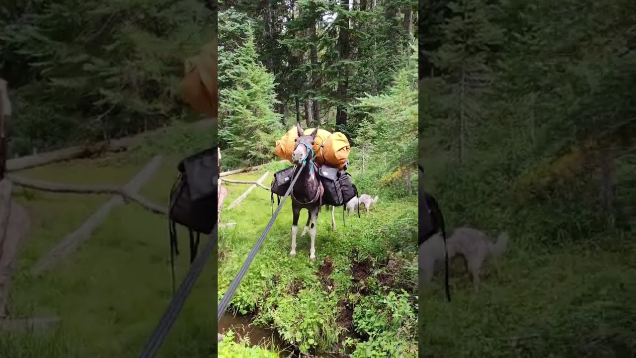 Jump! #mule #horsebackriding #horses #donkey #equestrian #canvas #hunting