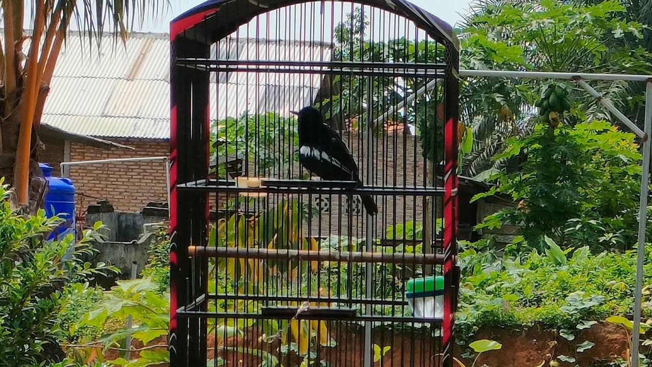 JEMUR KACER TIPE DINGIN KARAKTER SALTO