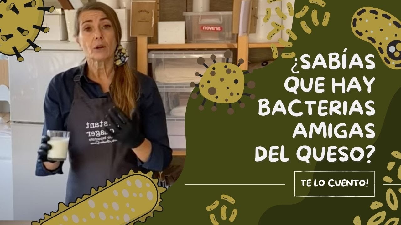 Los fermentos o bacterias ácido lácticas en la elaboración de quesos en casa.