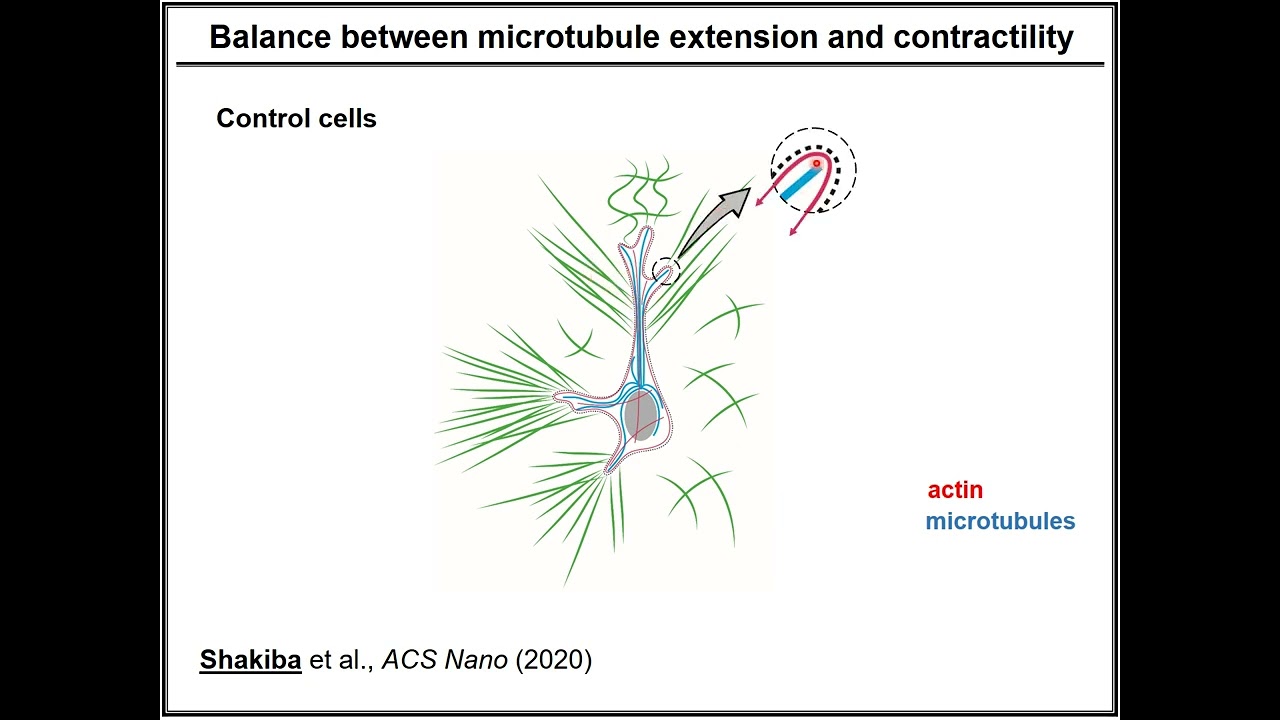 The earliest stage of fibrotic pathologies and the mechanobiology of preventing them