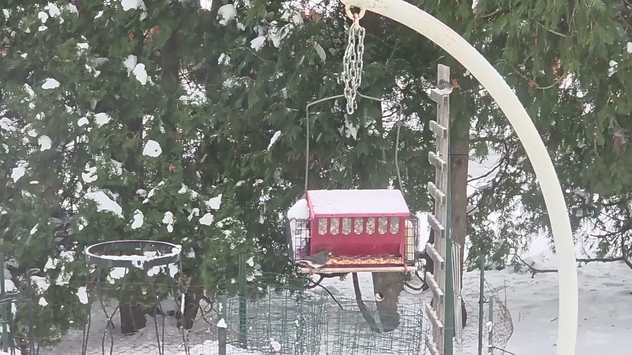 Wild bird feast