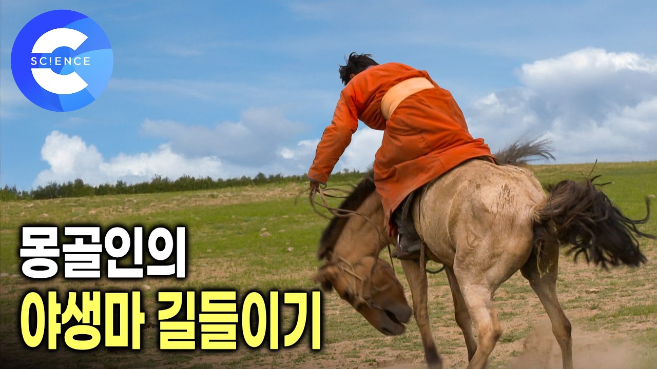 이것이 진짜 야생마 🐴 | 떨어뜨리려는 말과 떨어지지 않으려는 인간의 대결 | 몽골 유목민의 야생마 길들이기 | 다큐프라임