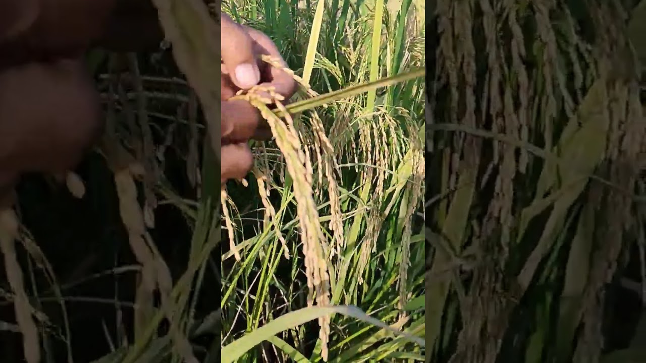 231 in 1 panicle