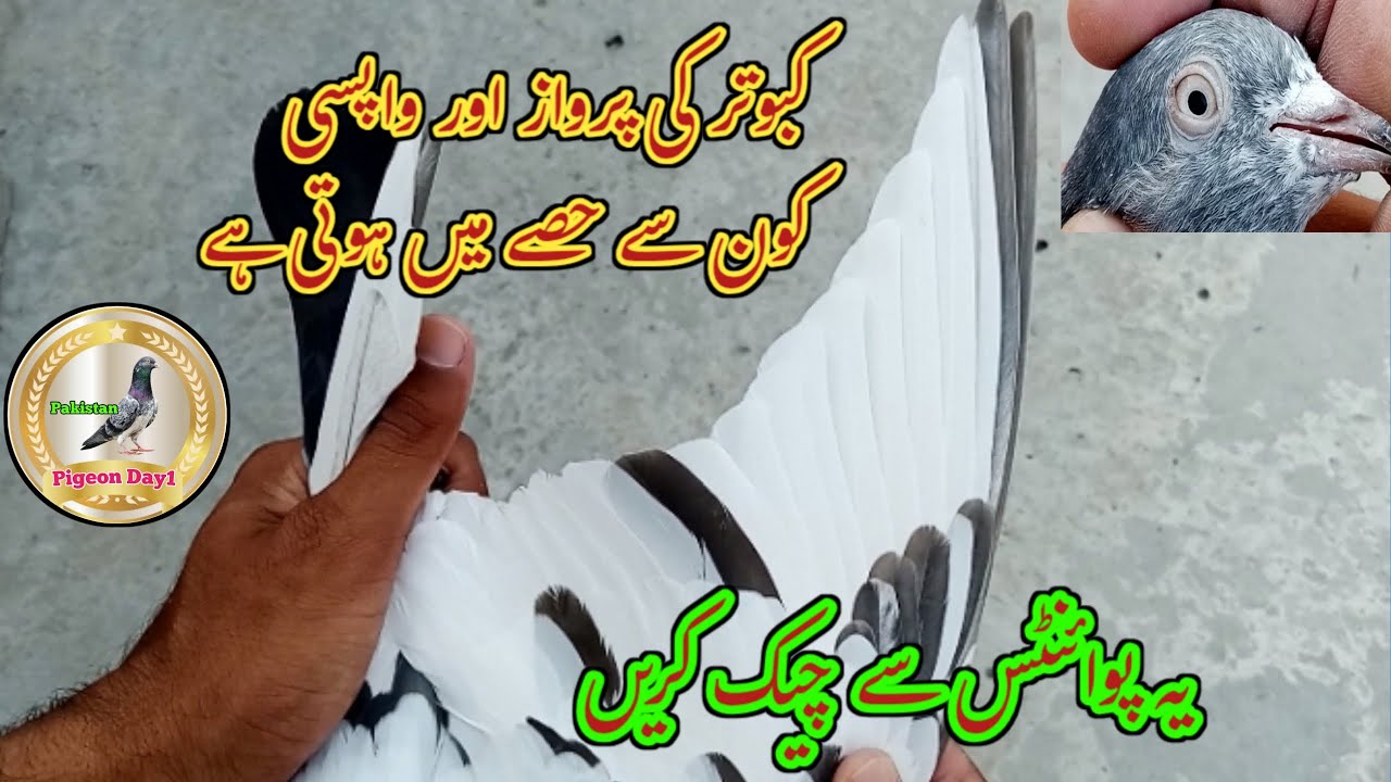 Kabutar Ki Parwaz Aur Wapsi Ki Pehchan | Pigeon Day1