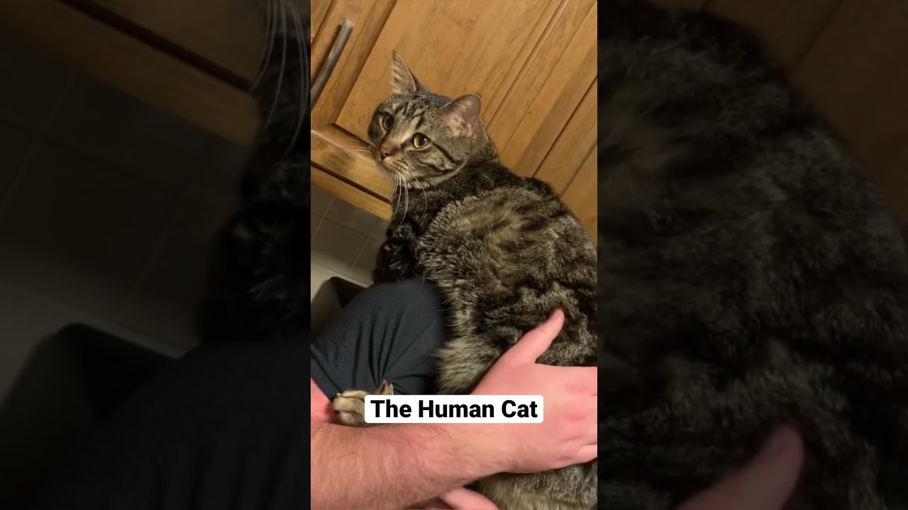 Это 5 типов личности по версии CAT. #шорты