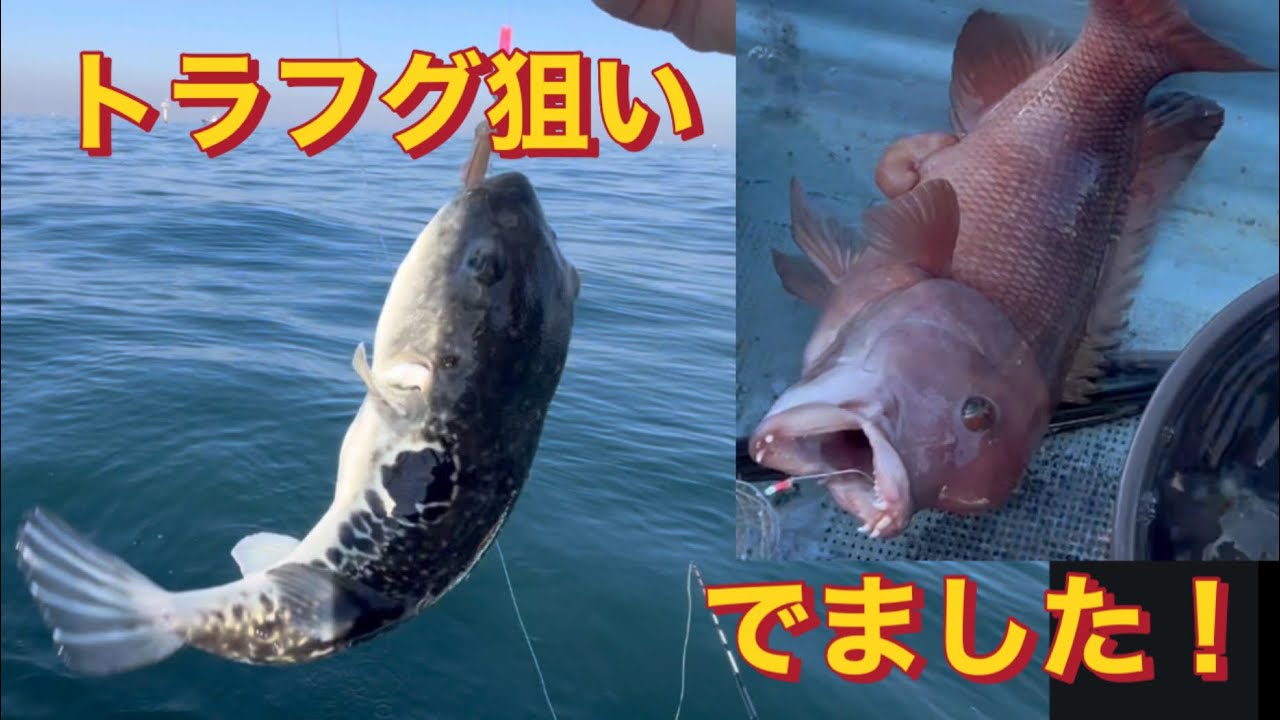 【トラフグ狙いで出船】手前船頭で軽トラでました！】EP.234#フグ釣り #トラフグ#軽トラ#船釣り #海ほたる 