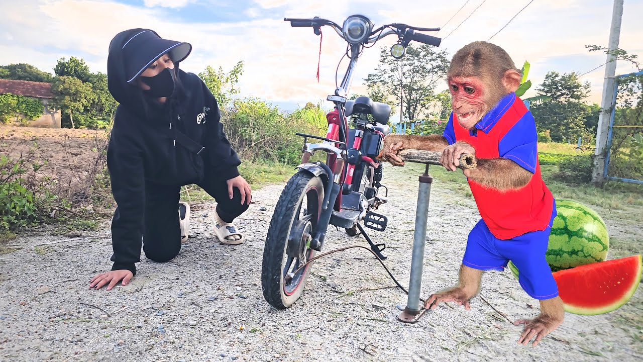 Kind Monkey Su Helps Stranger With Tire Inflator Problem And Enjoys Delicious Watermelon