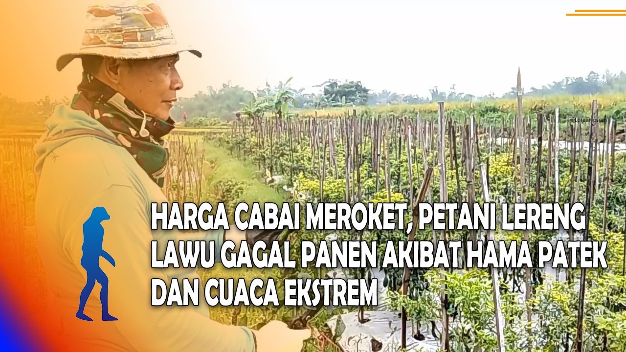 MAGETAN Harga Cabai Meroket, Petani Lereng Lawu Gagal Panen Akibat Hama Patek Dan Cuaca Ekstrem
