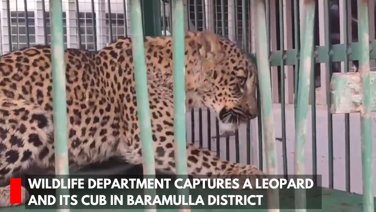 Wildlife Department captures a leopard and its cub in Baramulla district