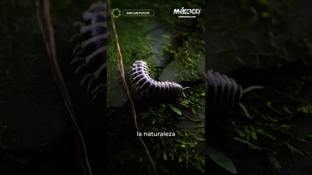 La Huasteca Potosina te espera