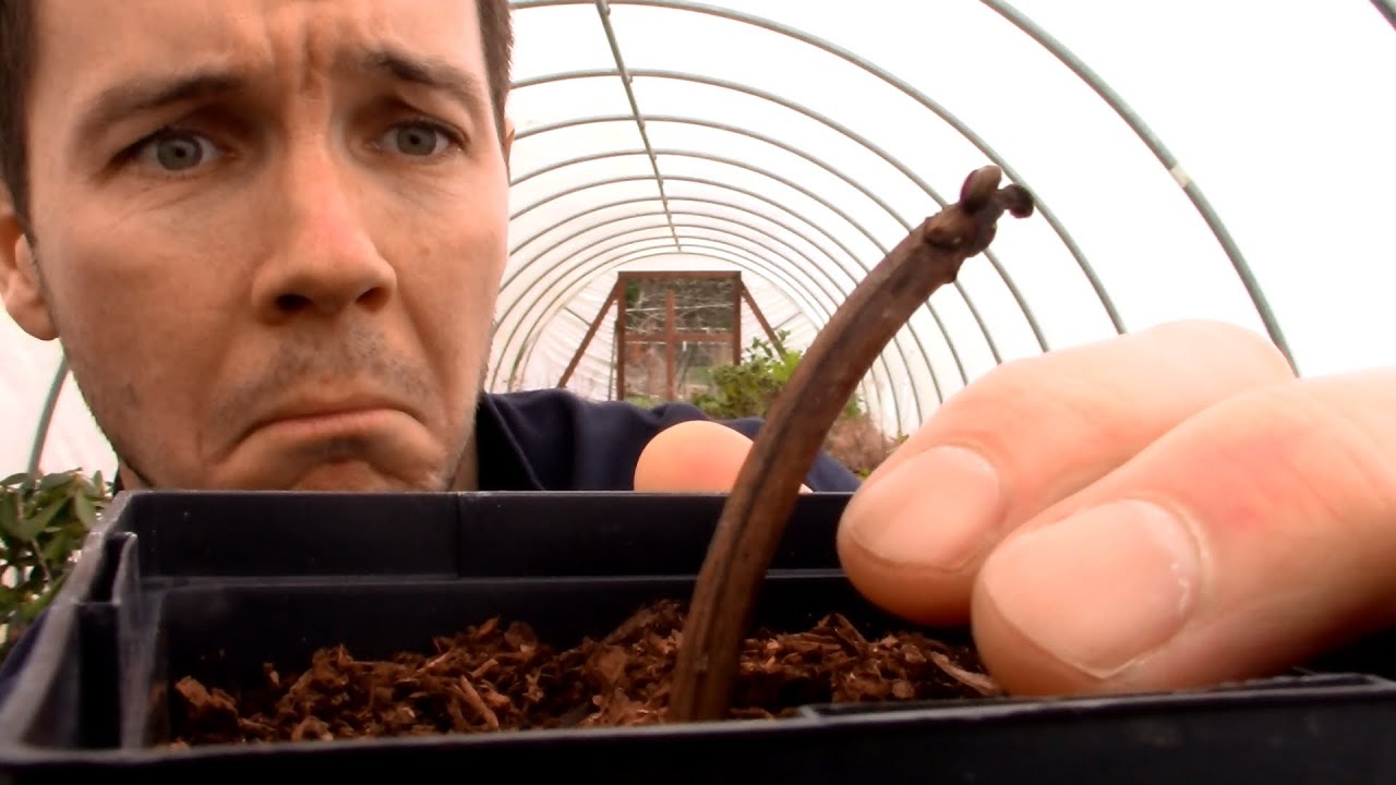 OH NO!!!  Are My Rooted Hydrangea Cuttings Turning Brown and Dying?