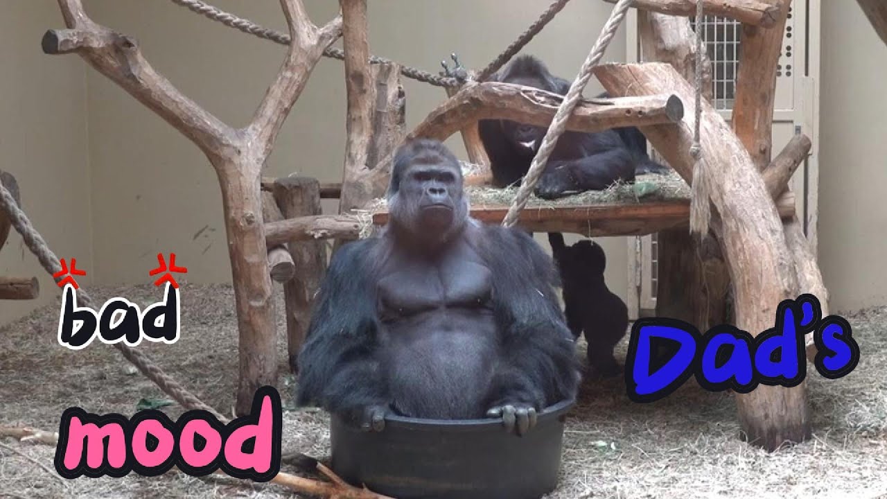 Dad's in a bad mood😤, and the whole family is tense😰😰 | The Kidogo’s Family