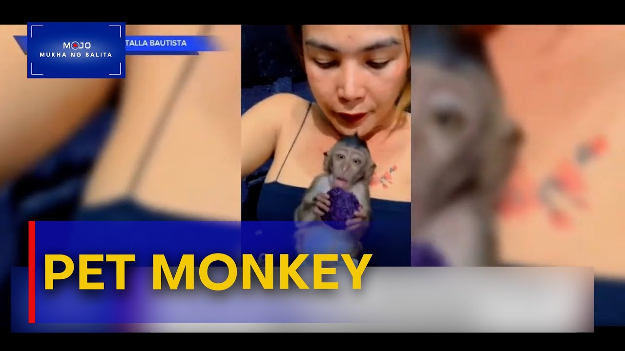 Content creator sa Quezon Province, may alagang unggoy | #MukhaNgBalita