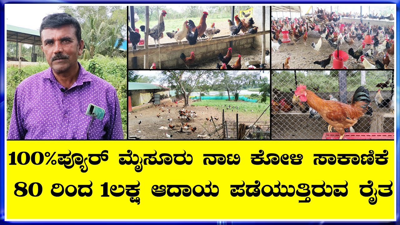 ವರ್ಷಕ್ಕೆ 3ರಿಂದ 4ಬ್ಯಾಚ್ ಮೈಸೂರು ನಾಟಿ ಕೋಳಿ ಉತ್ತಮ ವಾತಾವರಣದಲ್ಲಿ ಸಾಕಾಣಿಕೆ
