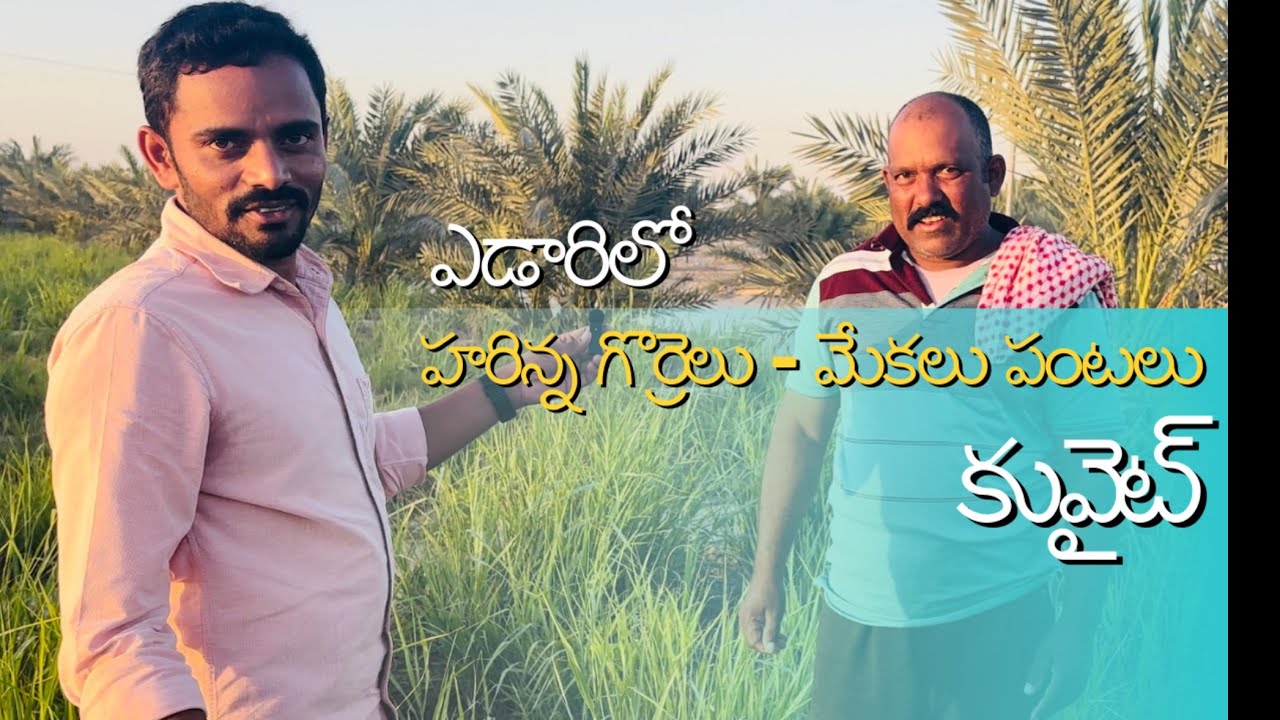 “ఎడారిలో హరిన్న గొర్రెలు - మేకలు పంటలు “ in the desert Harinna sheep - goats crops||  Kuwait 🇰🇼