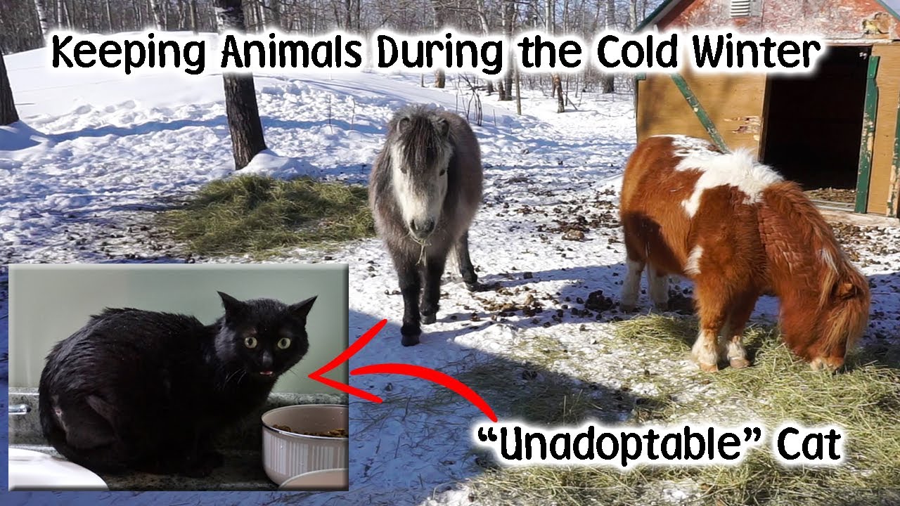 Keeping Animals During the Cold Winter - Meet Tyr our Newest Rescue