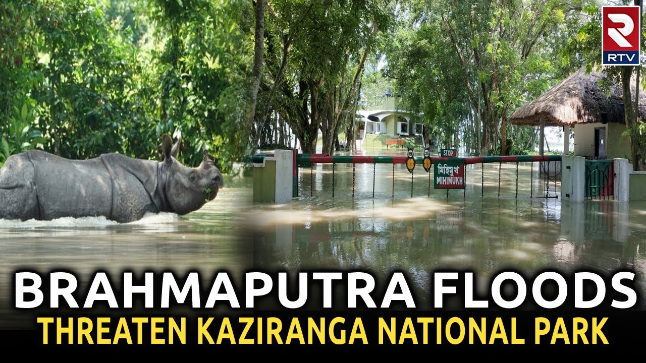 Brahmaputra Floods: Brahmaputra Waters Inundate Kaziranga, Animals on the Move | RTV
