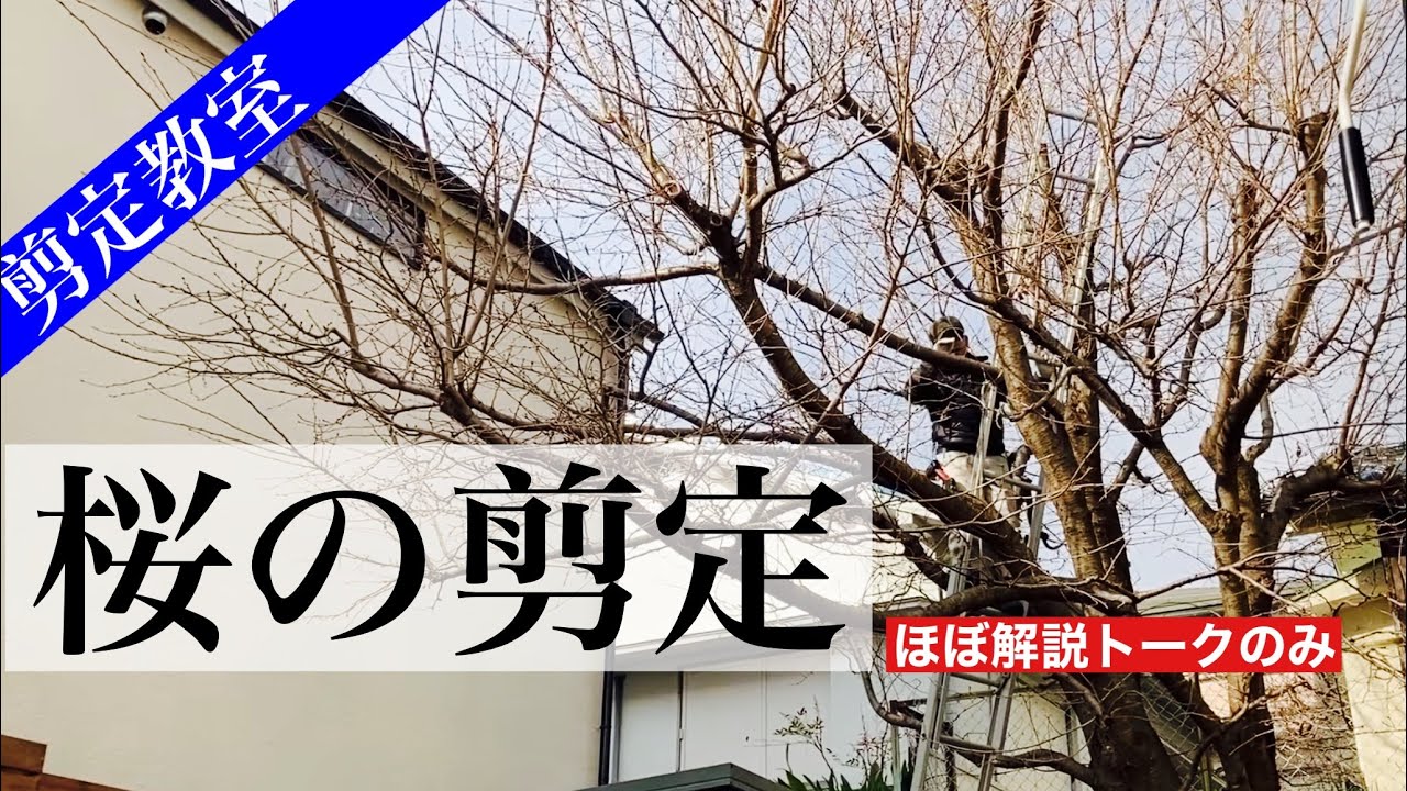 桜の剪定、解説しています。剪定時期は秋以降、特に厳寒期がおすすめです。サクラの剪定方法にはコツがあります。