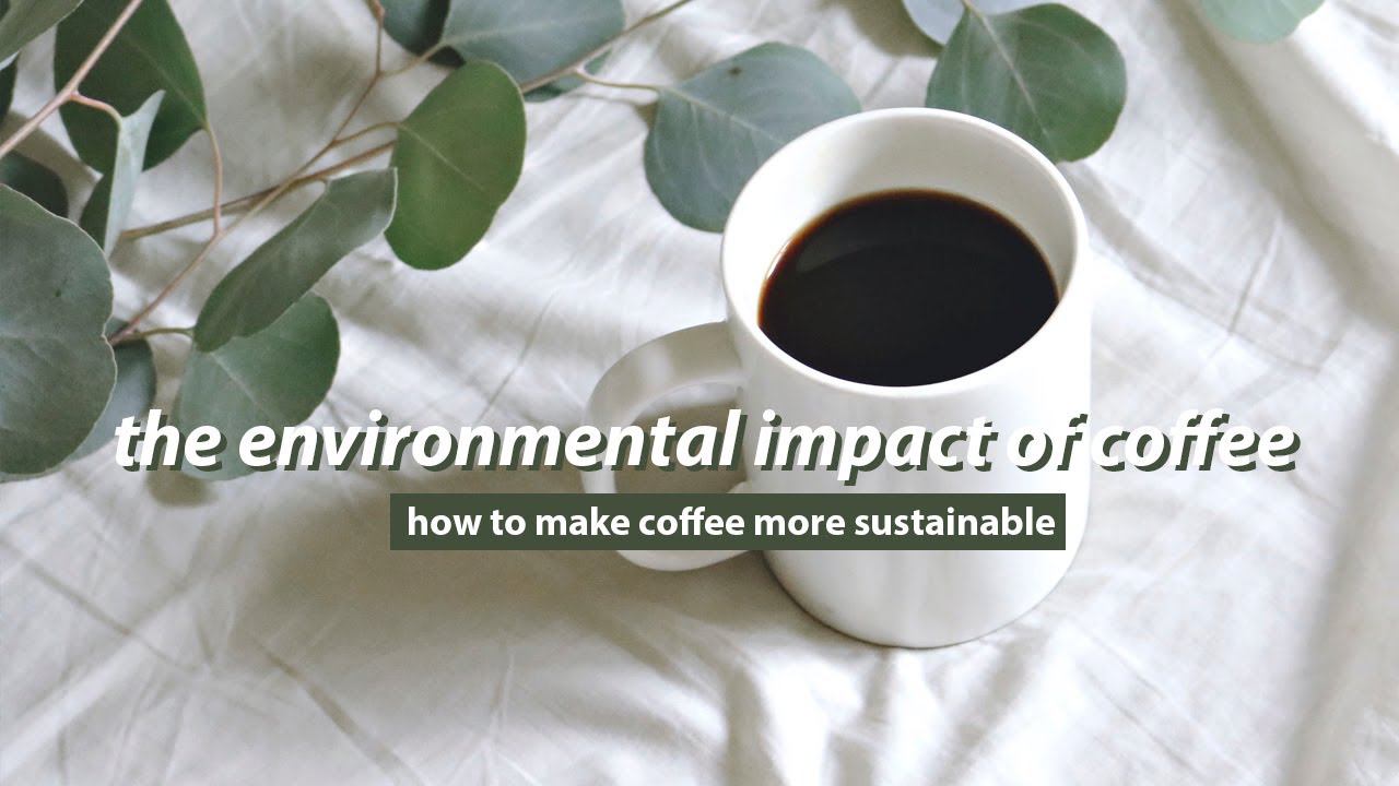 THE IMPACT OF COFFEE //  coffee vs tea, what is most sustainable
