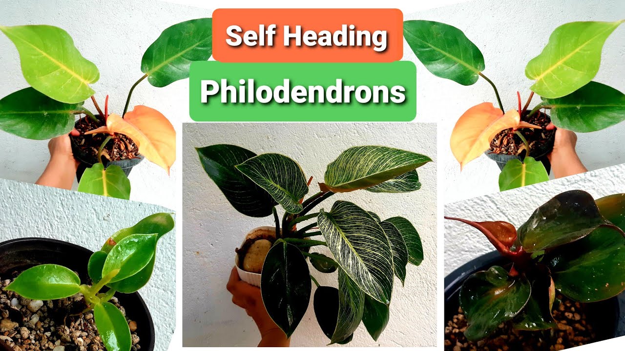 Self Heading Philodendron Care & Propagation | Birkin, Prince of Orange, Red Heart, Moonlight
