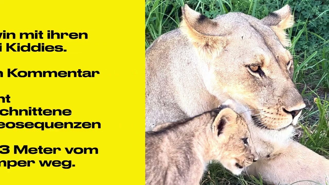 14. Löwin mit Kindern