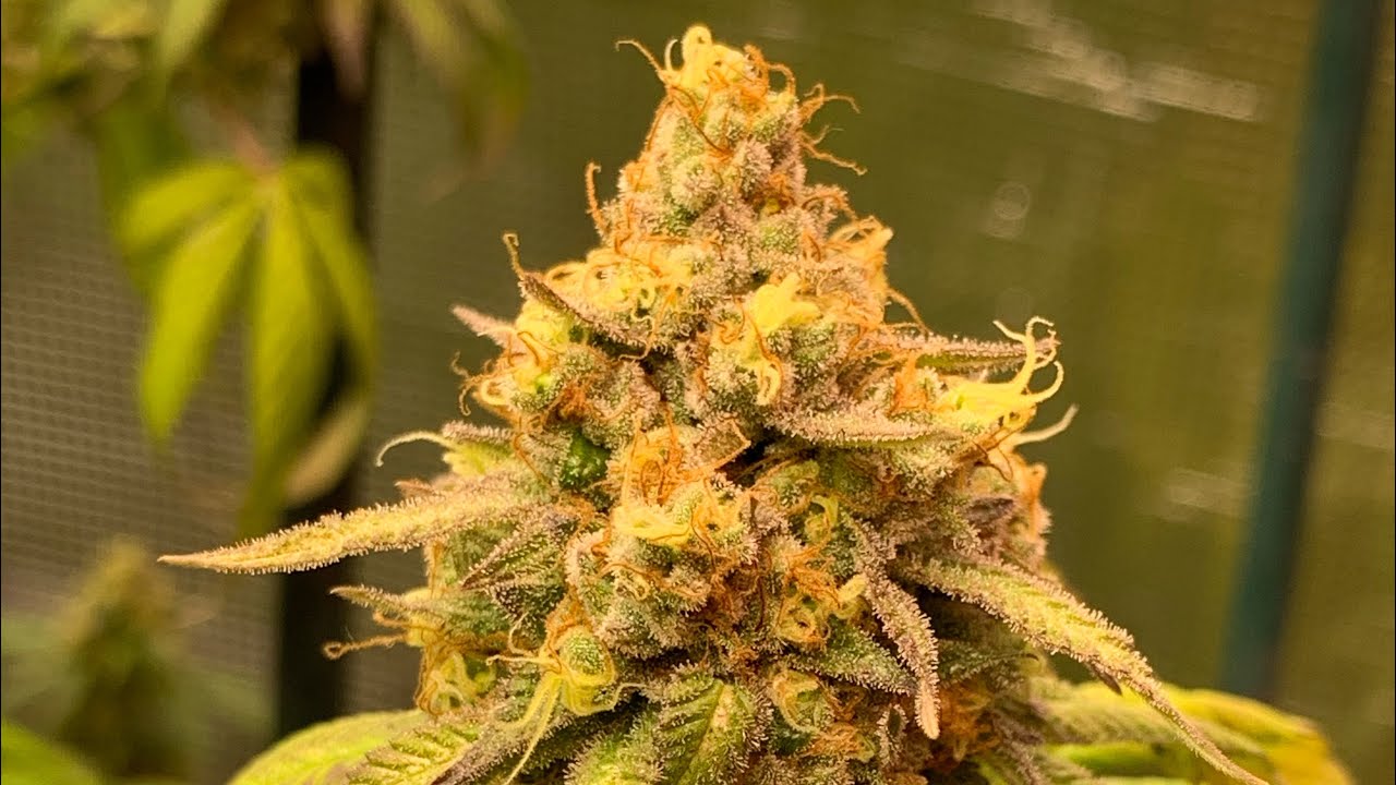 Purple Punch by THC Design pt.10