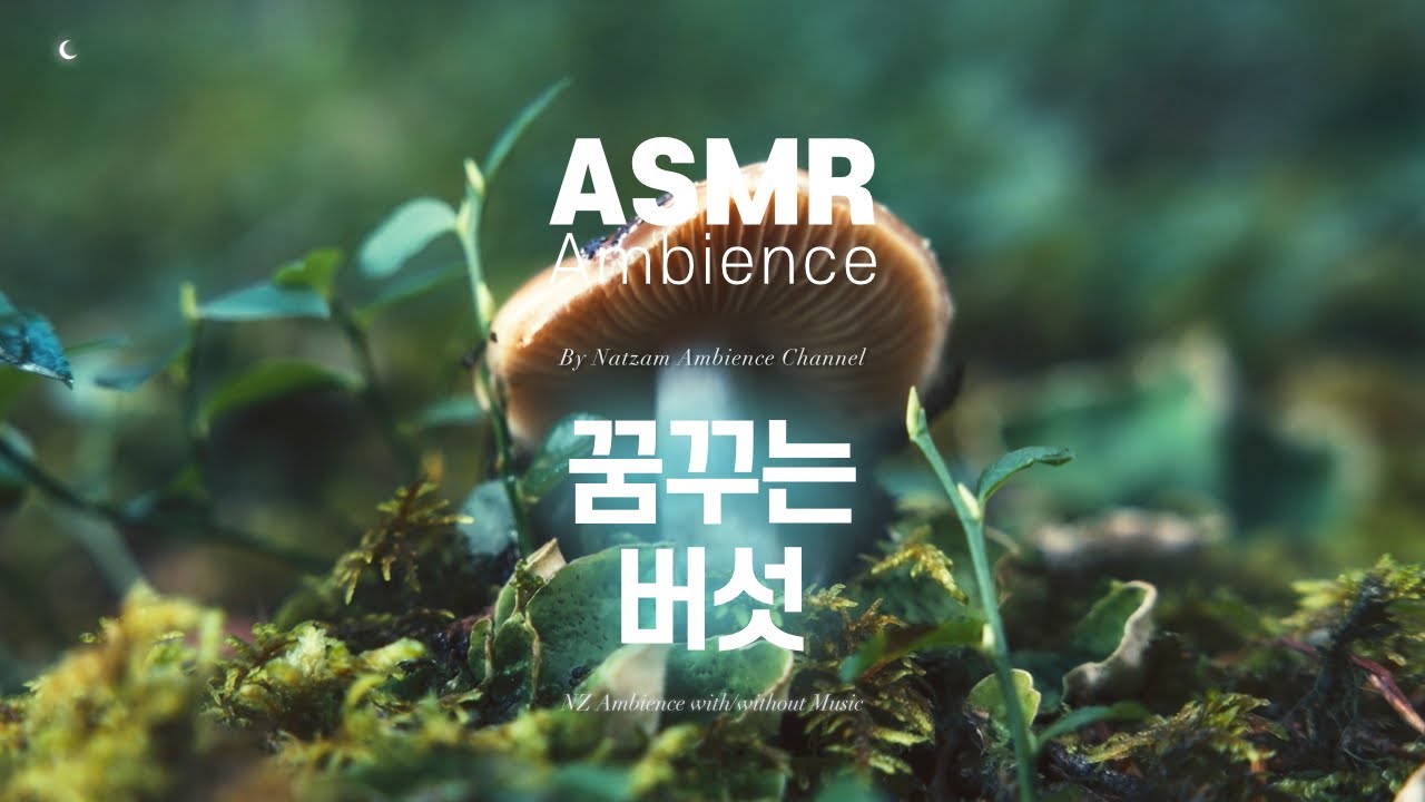 나는 쟈근 버서시다. 이런 내개도 꿈이 이따!🌙작은 목표를 하나씩 이룰 때 듣는 [꿈꾸는 버섯] ASMR 앰비언스