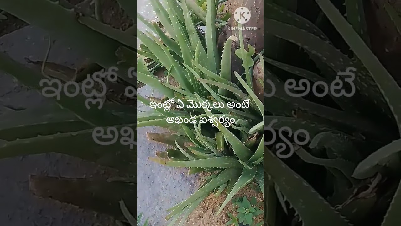 4 September 2025"అలోవెరా చెట్టు పెంచితే ఇంటికి ఐశ్వర్యం వస్తుందా? | Aloe Vera Benefits in Telugu"✨