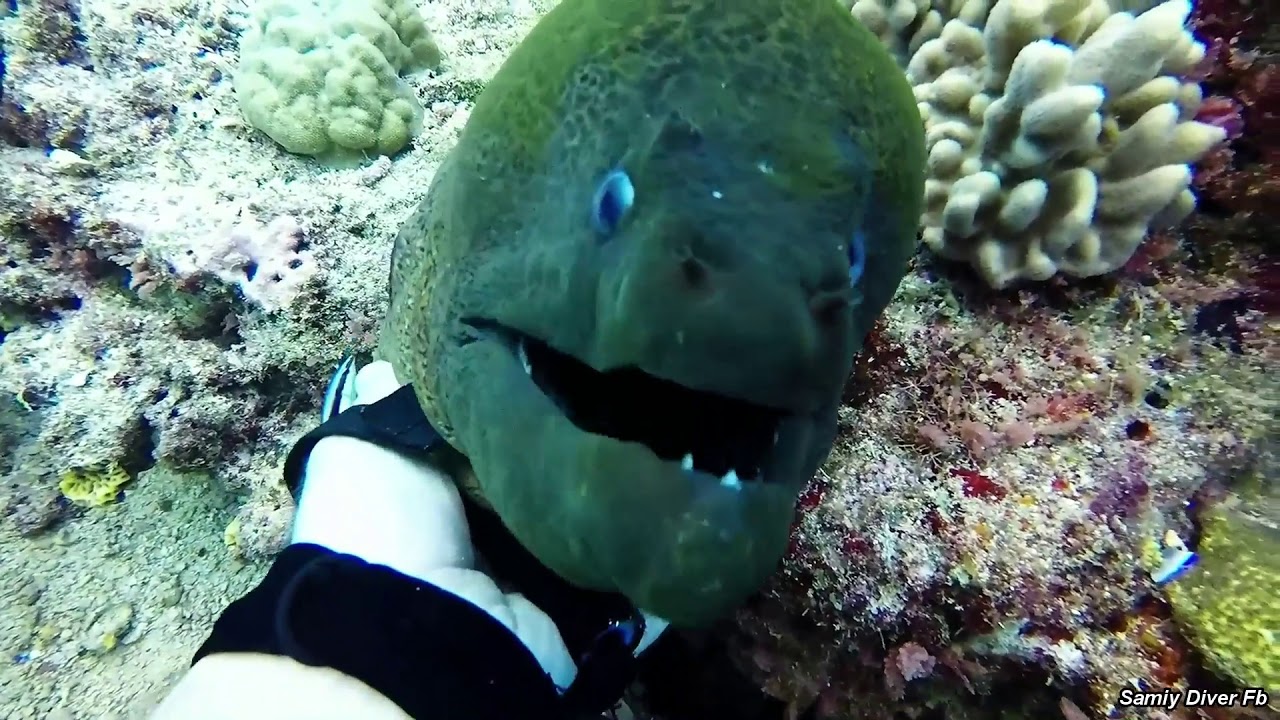 Friendly Dragon : Petting a Large, Friendly Moray Eel