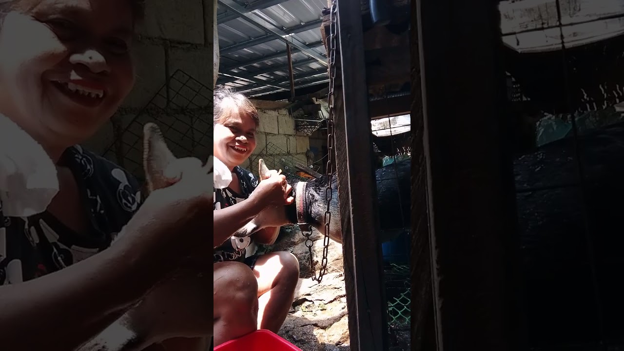 Hi Po saiyo Lahat ito pinaliligo ko Ang Aso ko ❤️