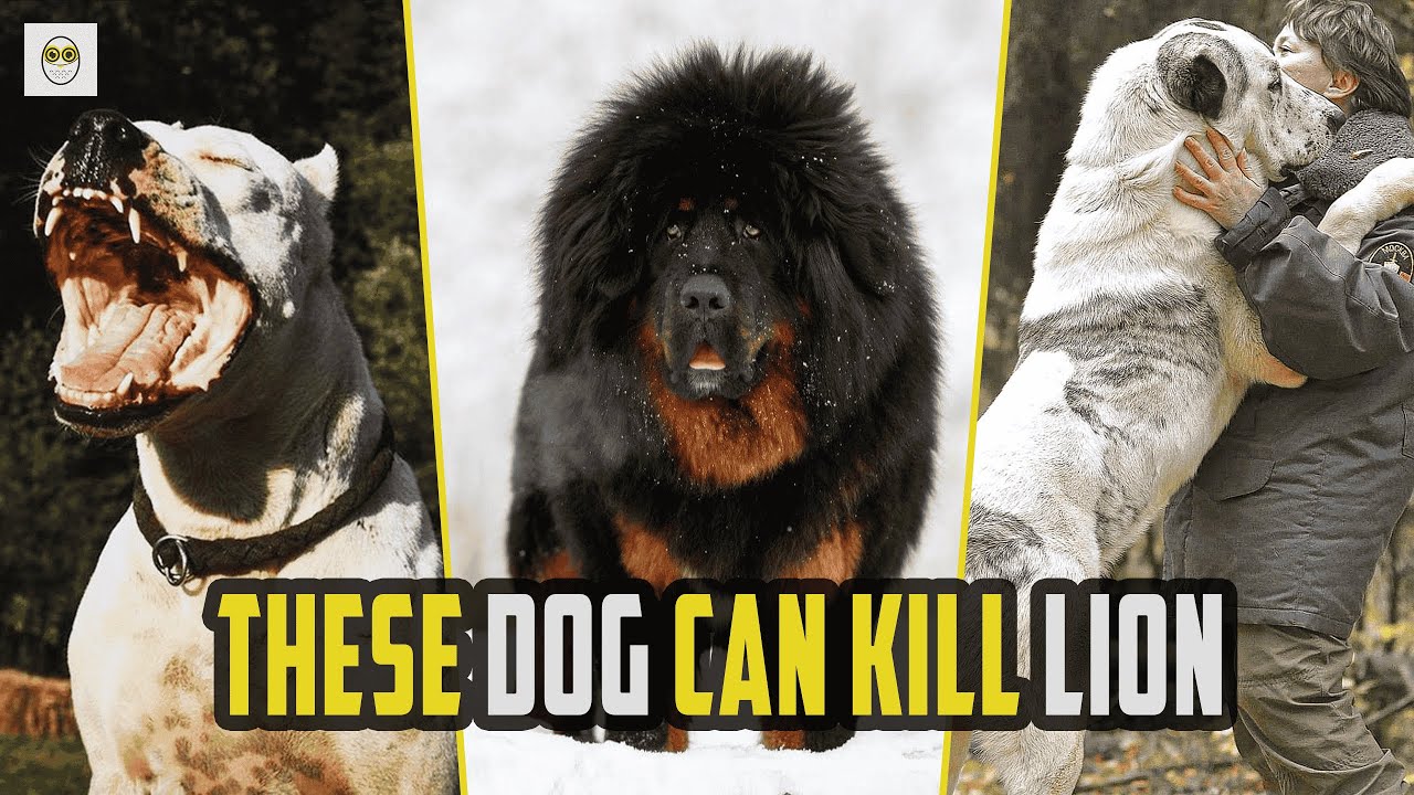 Top 10 Dog Breeds That Can Kill Lions | Incredible Canine Strength | TenFolds