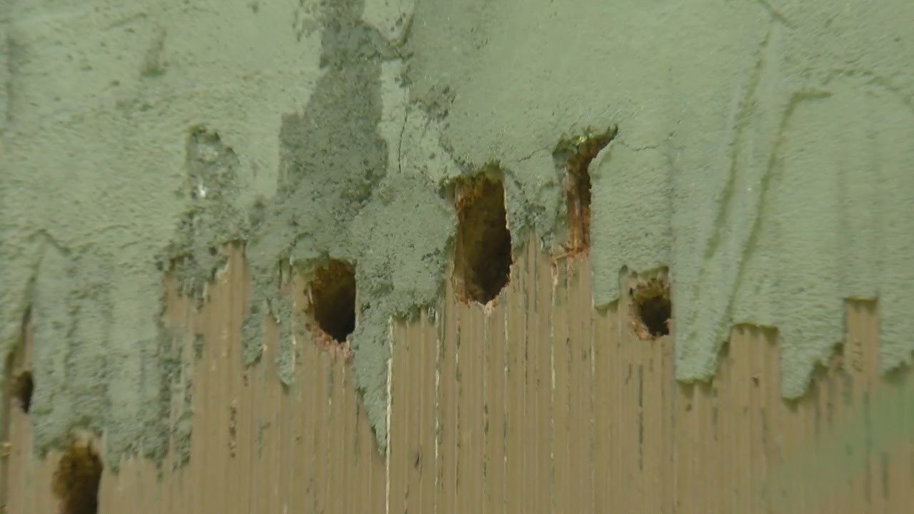 How To Protect Your Home From Woodpecker Damage