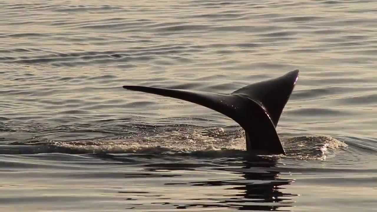 Historia de Avistaje de Ballenas - Instituto de Conservaci&oacute;n de Ballenas, Argentina