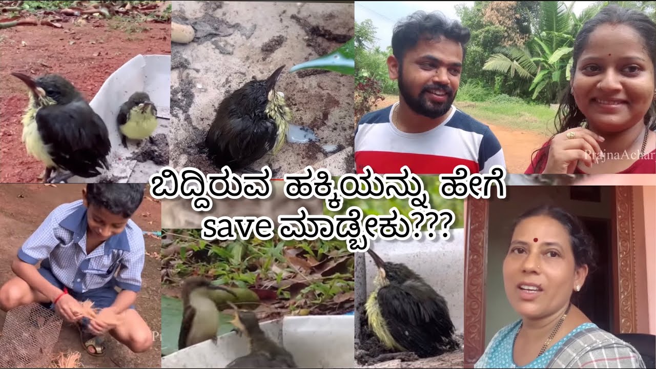 ಬಿದ್ದಿರುವ Hummingbird ನ ಹೇಗೆ save ಮಾಡಿದ್ವಿ ಅಂತ ನೀವೆ ನೋಡಿ??? ।PrajnaAcharya