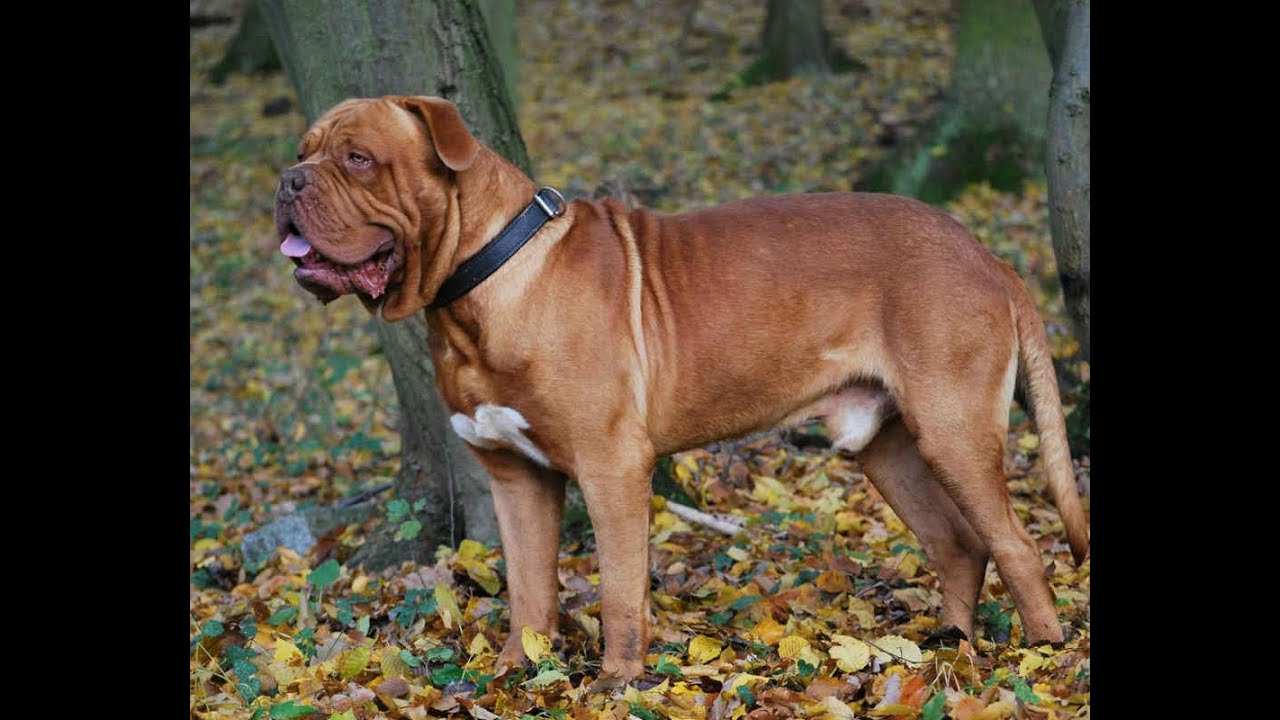 Бордоский Дог, Французский Мастиф (Dogue de Bordeaux, Bordeaux Mastiff, French Mastiff, Bordeauxdog)