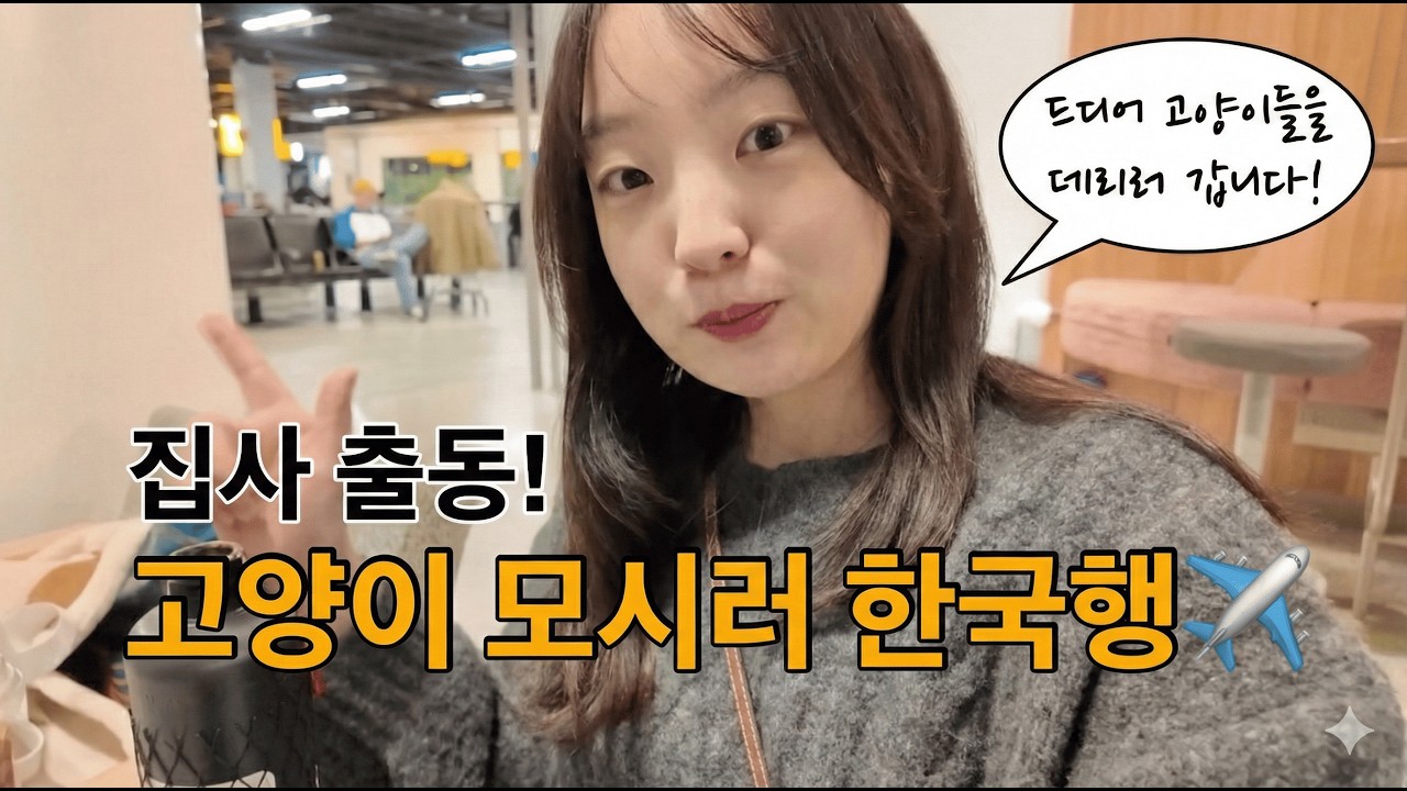 네덜란드 고양이 이민 프로젝트 1편 (방한기록) | 고양이 모셔오기 대작전! 출국 전 브이로그