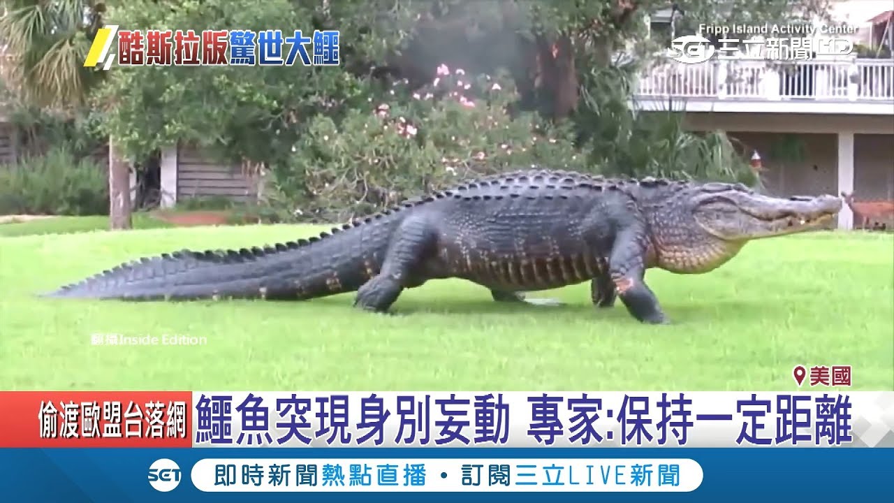 是人假扮的吧？如酷斯拉"巨鱷"現身佛州高爾夫球場 大搖大擺走台步｜記者陳承泰｜【萌寵54來當家】20181018｜三立新聞台